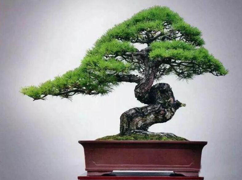盆景制作3個(gè)注意事項(xiàng)，南寧婚慶花藝培訓(xùn)分享