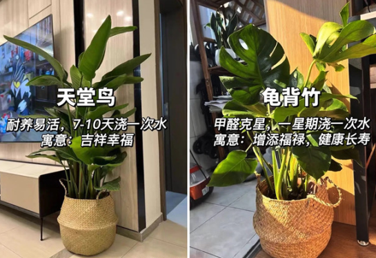 適合放在客廳的綠植，廣西花藝綠植培訓(xùn)分享